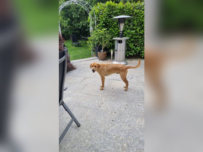 Oskar - in 71067 Sindelfingen  auf Pflegestelle