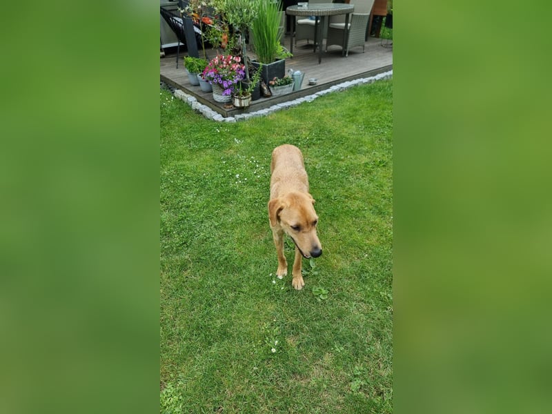 Oskar - in 71067 Sindelfingen  auf Pflegestelle