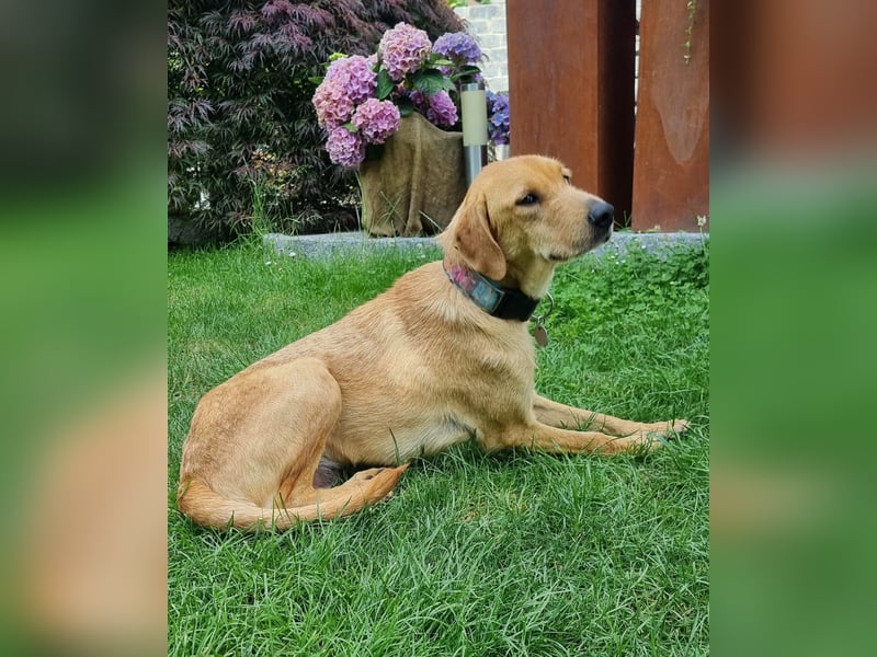 Oskar - in 71067 Sindelfingen  auf Pflegestelle