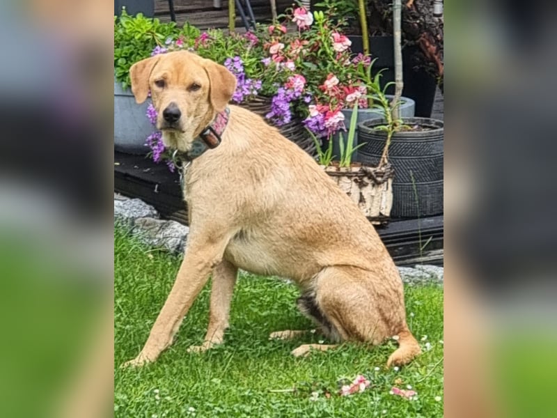 Oskar - in 71067 Sindelfingen  auf Pflegestelle