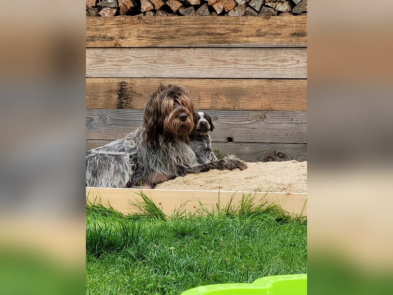 Griffon Korthals aus herausragender Zucht