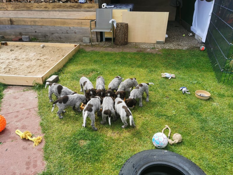 Griffon Korthals aus herausragender Zucht