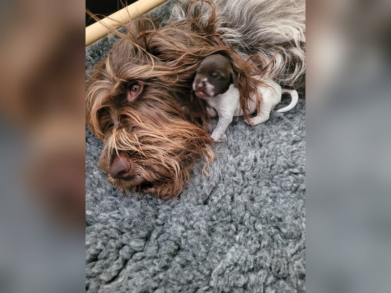 Griffon Korthals aus herausragender Zucht