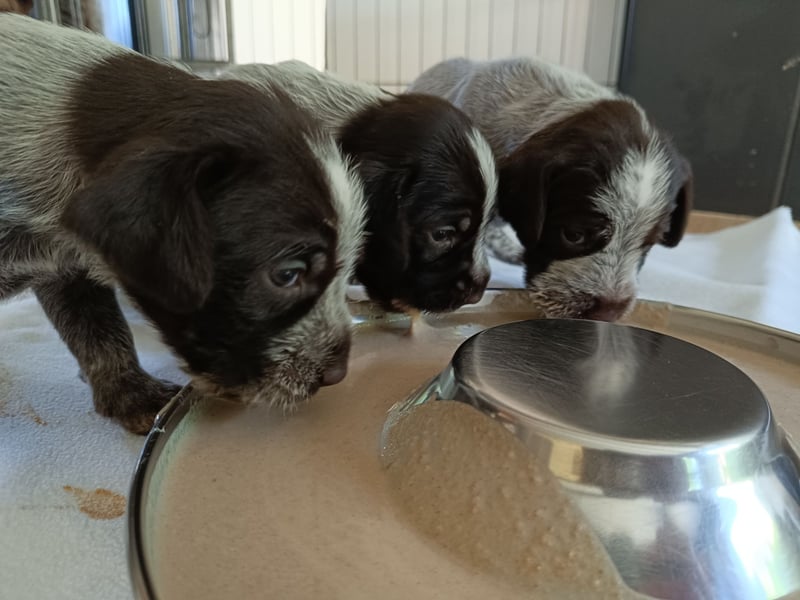 Griffon Korthals aus herausragender Zucht