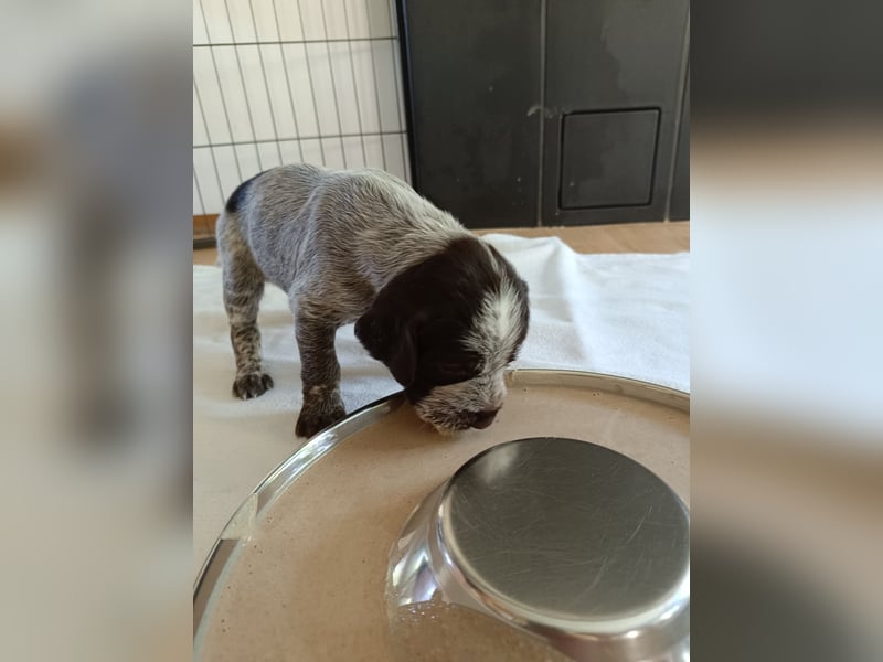 Griffon Korthals aus herausragender Zucht