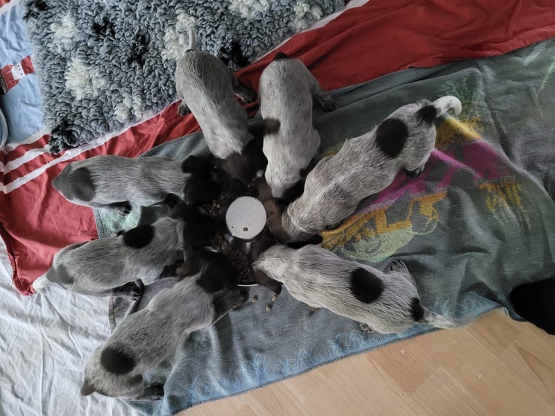 Griffon Korthals aus herausragender Zucht