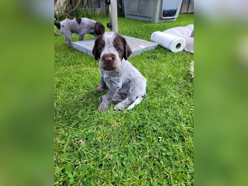Griffon Korthals aus herausragender Zucht