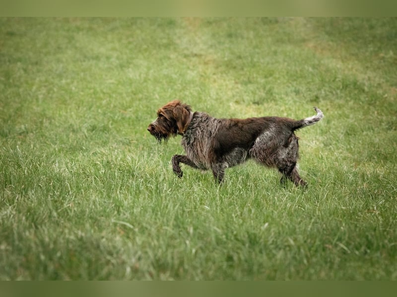 Griffon Korthals Vorstehhund Jagdhund