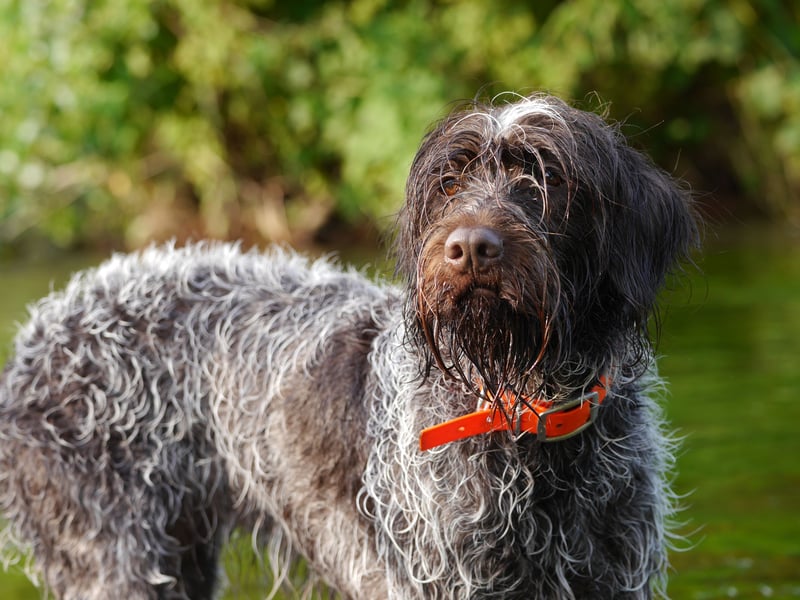 Griffon Korthals Vorstehhund Jagdhund