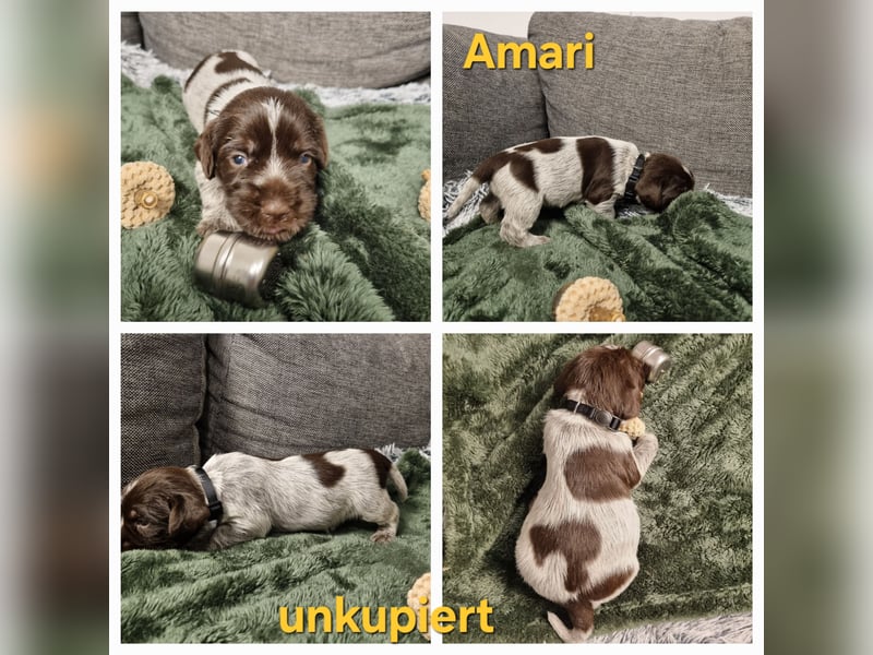 Griffon Korthals Vorstehhund Jagdhund