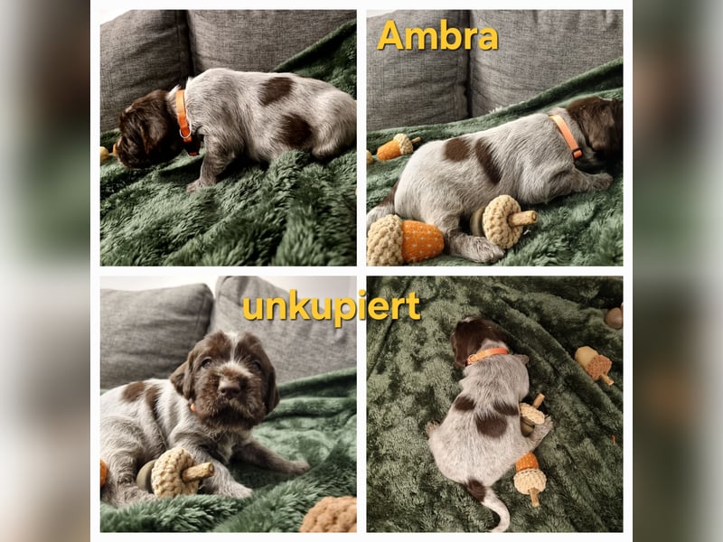 Griffon Korthals Vorstehhund Jagdhund