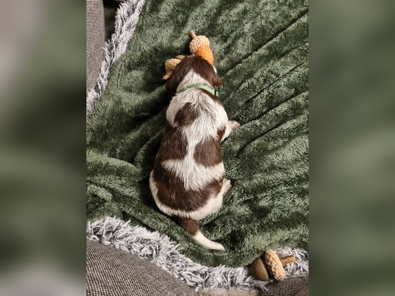 Griffon Korthals Vorstehhund Jagdhund