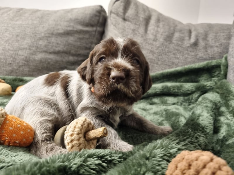 Griffon Korthals Vorstehhund Jagdhund