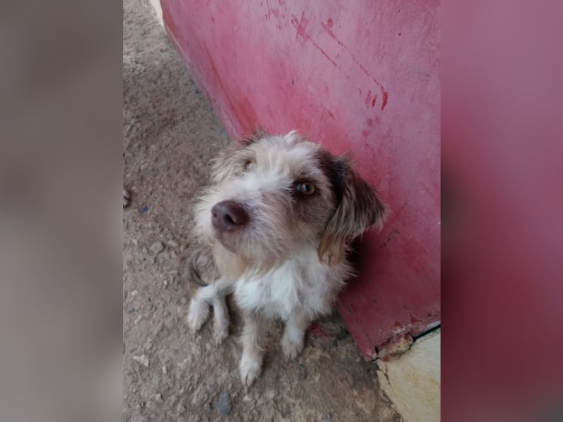 Ornelia - liebevolle Griffon-Mischlingshündin