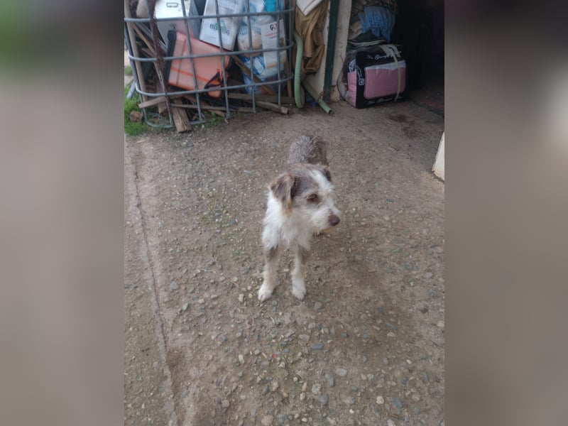 Ornelia - liebevolle Griffon-Mischlingshündin