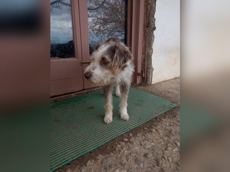 Ornelia - liebevolle Griffon-Mischlingshündin