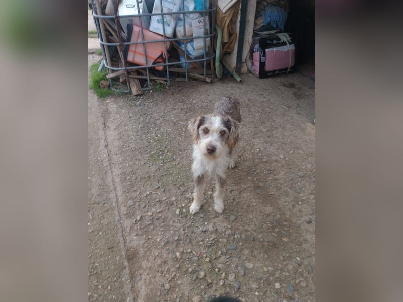 Ornelia - liebevolle Griffon-Mischlingshündin