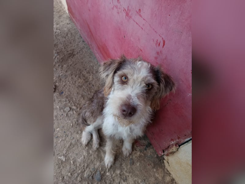 Ornelia - liebevolle Griffon-Mischlingshündin