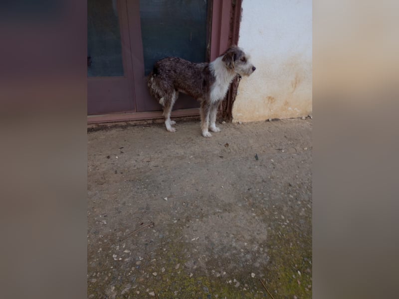 Ornelia - liebevolle Griffon-Mischlingshündin