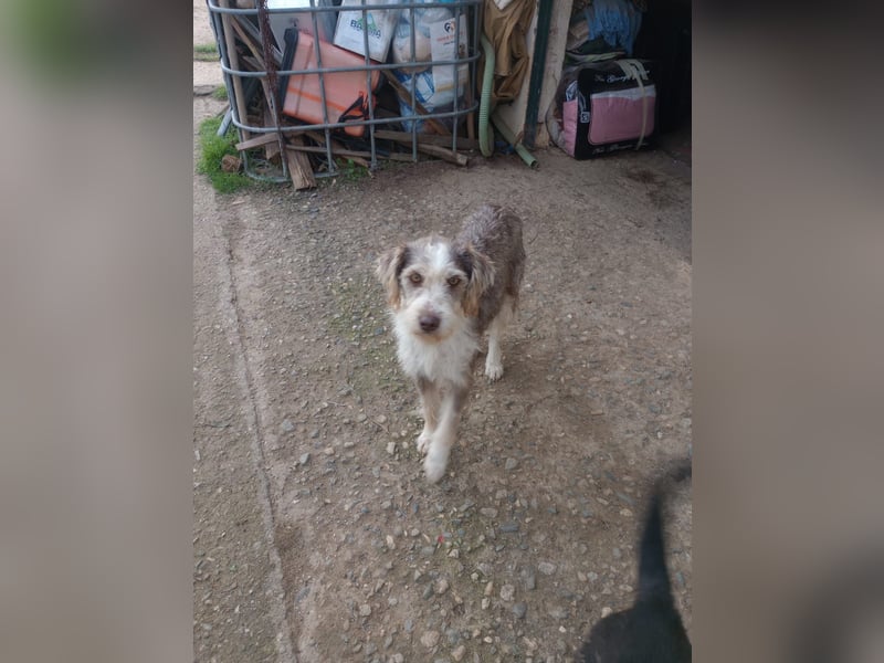 Ornelia - liebevolle Griffon-Mischlingshündin