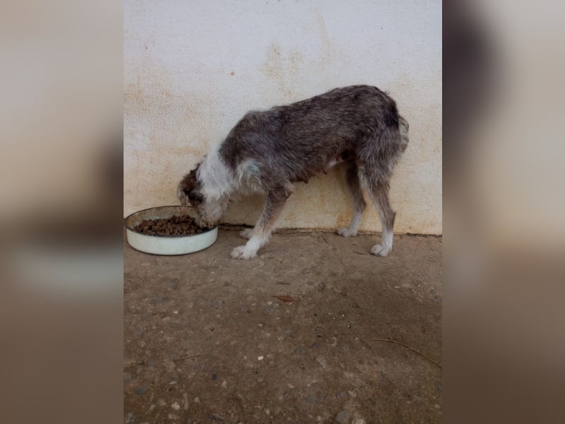 Ornelia - liebevolle Griffon-Mischlingshündin