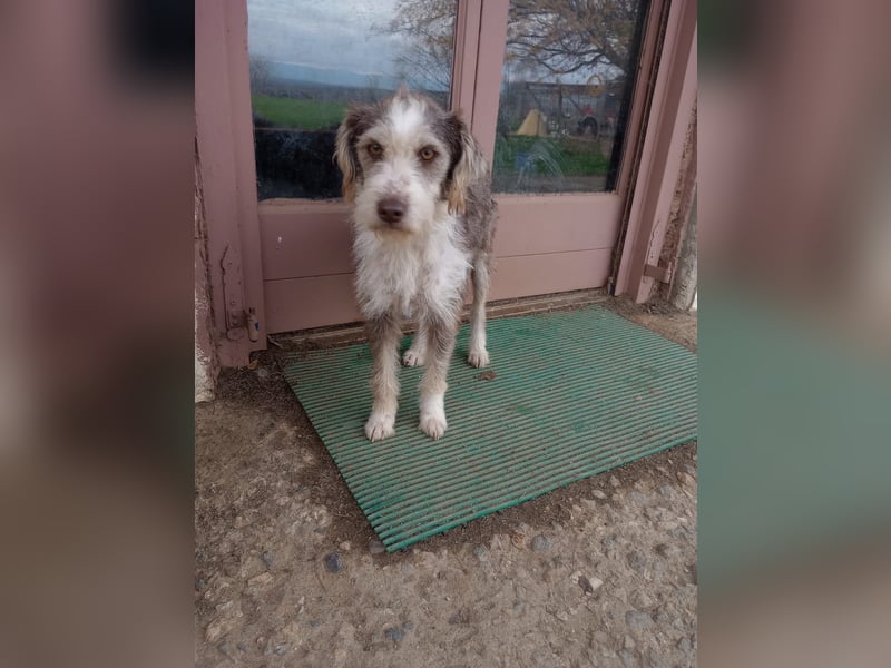 Ornelia - liebevolle Griffon-Mischlingshündin