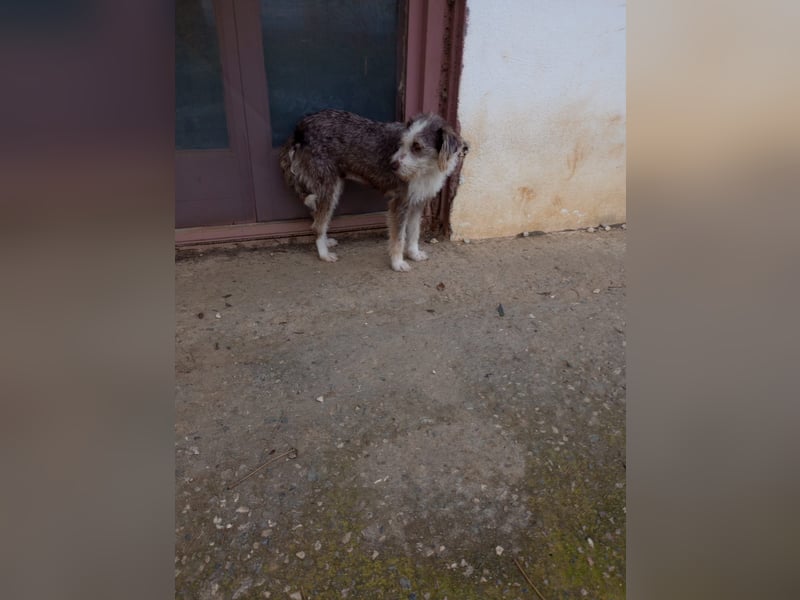 Ornelia - liebevolle Griffon-Mischlingshündin