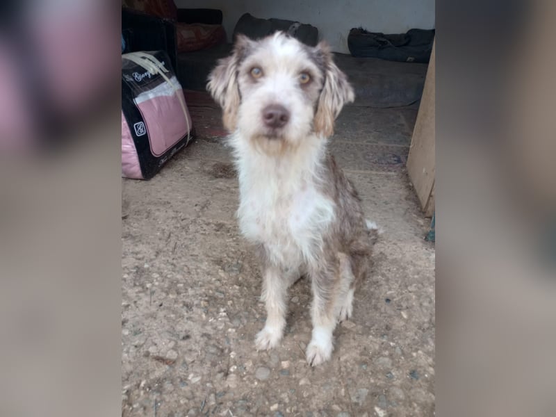 Ornelia - liebevolle Griffon-Mischlingshündin