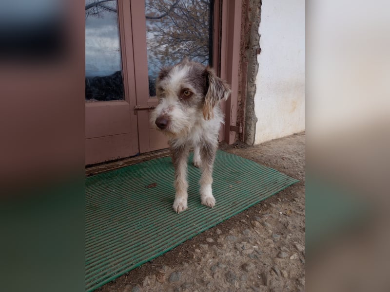 Ornelia - liebevolle Griffon-Mischlingshündin