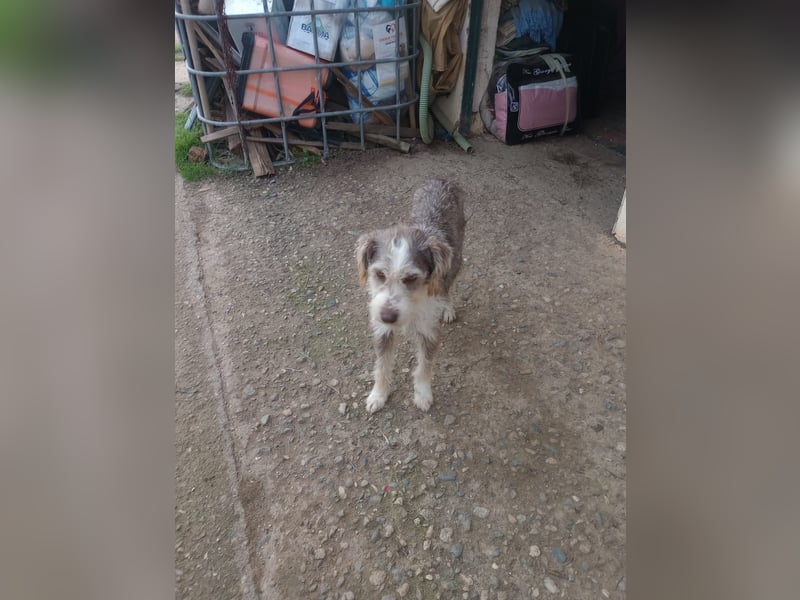 Ornelia - liebevolle Griffon-Mischlingshündin