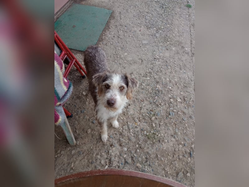 Ornelia - liebevolle Griffon-Mischlingshündin