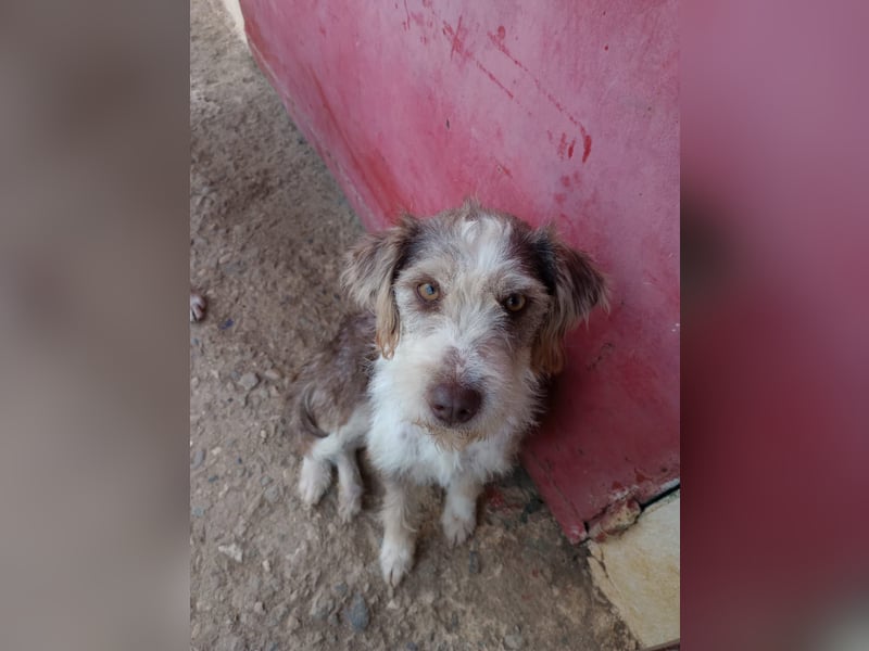 Ornelia - liebevolle Griffon-Mischlingshündin