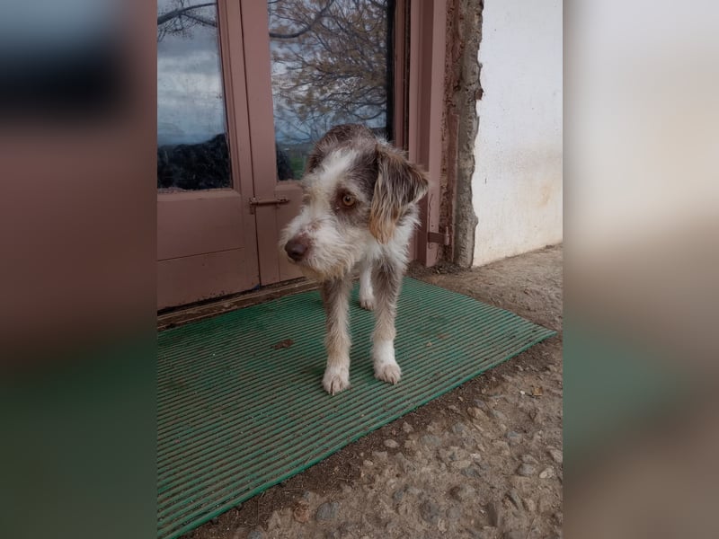 Ornelia - liebevolle Griffon-Mischlingshündin