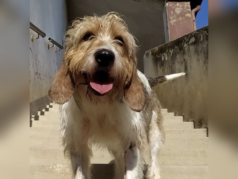 Frollo - ein geselliger, freundlicher Bub