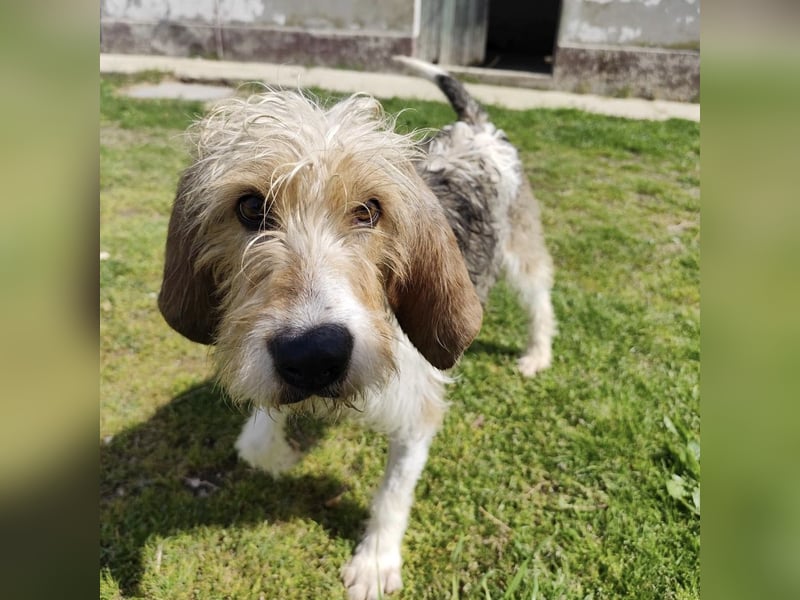 Frollo - ein geselliger, freundlicher Bub