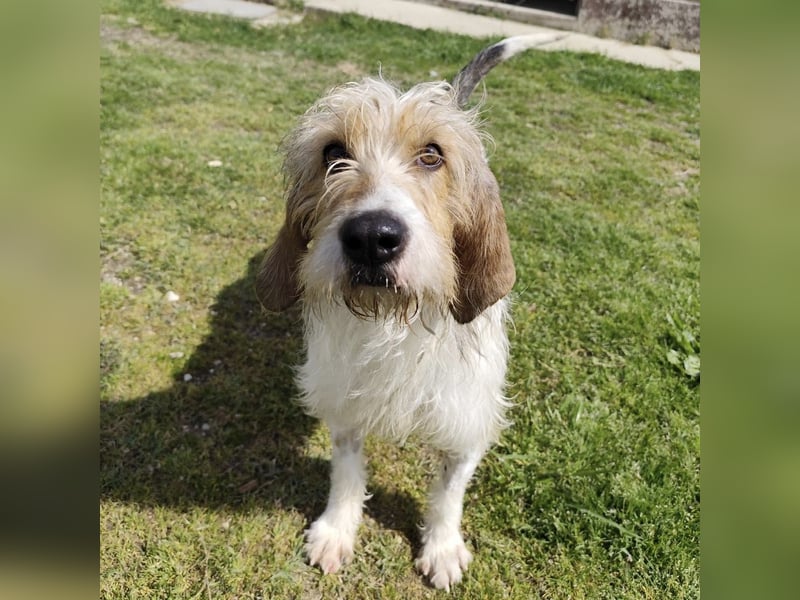 Frollo - ein geselliger, freundlicher Bub