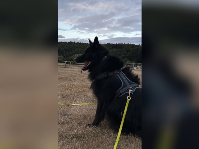 !! Notfall !! Groenendael x Collie | Teddi, 4 Jahre