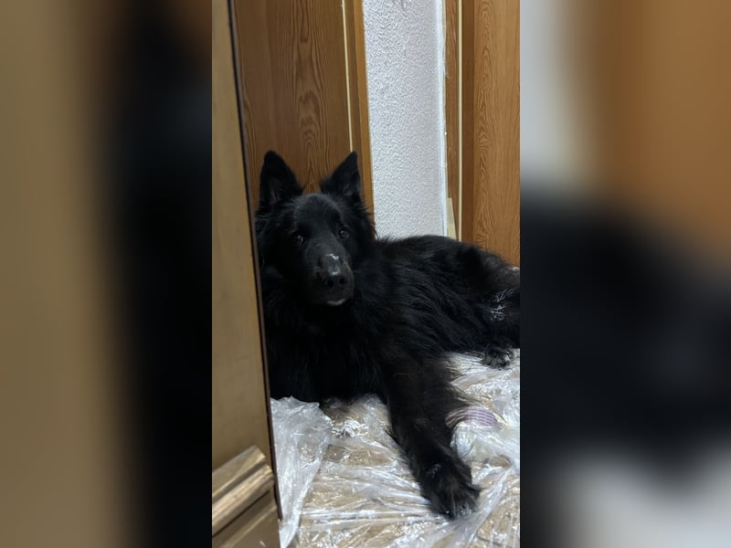 !! Notfall !! Groenendael x Collie | Teddi, 4 Jahre