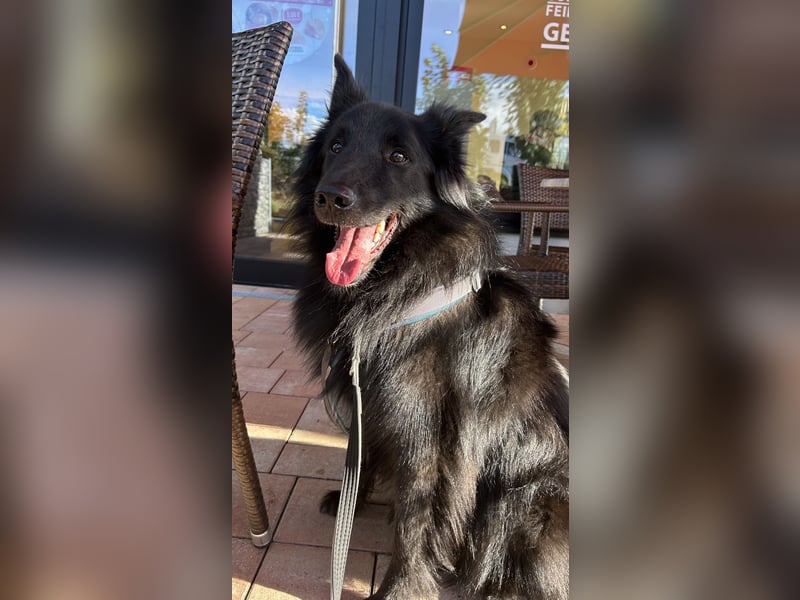 !! Notfall !! Groenendael x Collie | Teddi, 4 Jahre