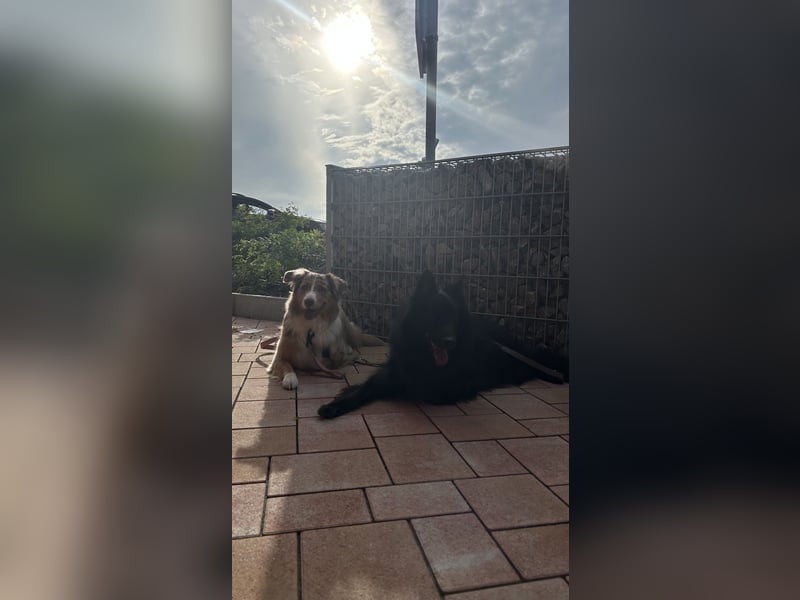 !! Notfall !! Groenendael x Collie | Teddi, 4 Jahre