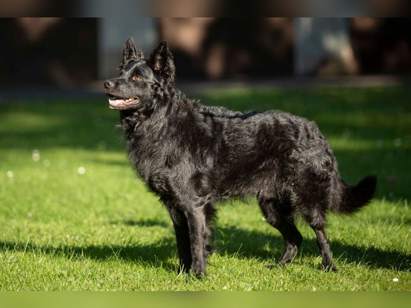 Raffi - sensibler Hund sucht sicheren Menschen - Tierhilfe Franken e.V.