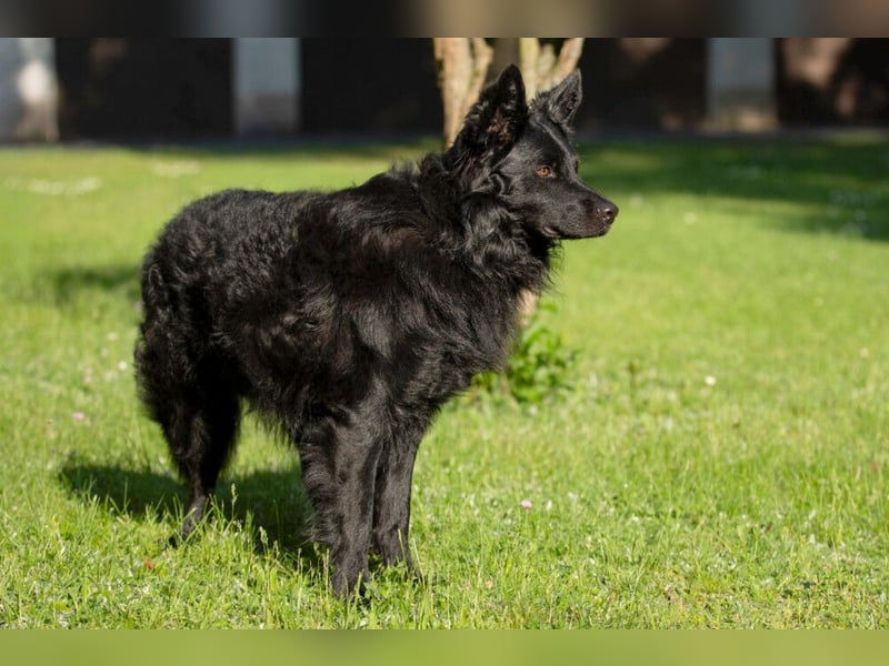 Raffi - sensibler Hund sucht sicheren Menschen - Tierhilfe Franken e.V.