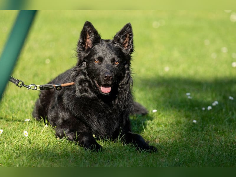 Raffi - sensibler Hund sucht sicheren Menschen - Tierhilfe Franken e.V.