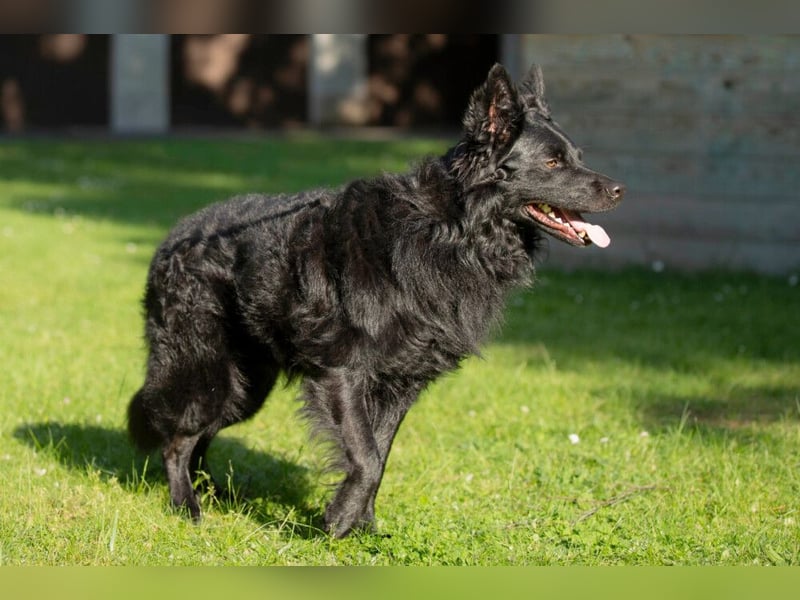 Raffi - sensibler Hund sucht sicheren Menschen - Tierhilfe Franken e.V.