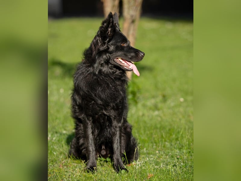 Raffi - sensibler Hund sucht sicheren Menschen - Tierhilfe Franken e.V.