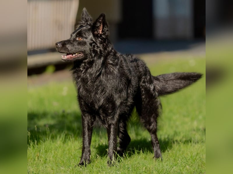 Raffi - sensibler Hund sucht sicheren Menschen - Tierhilfe Franken e.V.