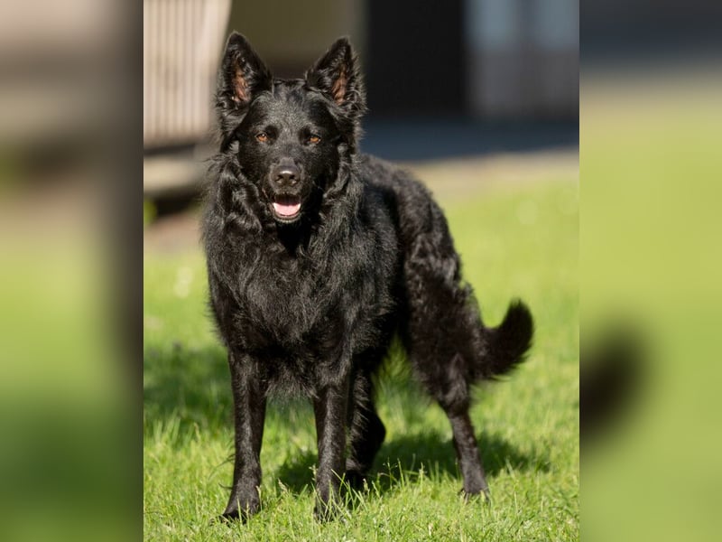 Raffi - sensibler Hund sucht sicheren Menschen - Tierhilfe Franken e.V.