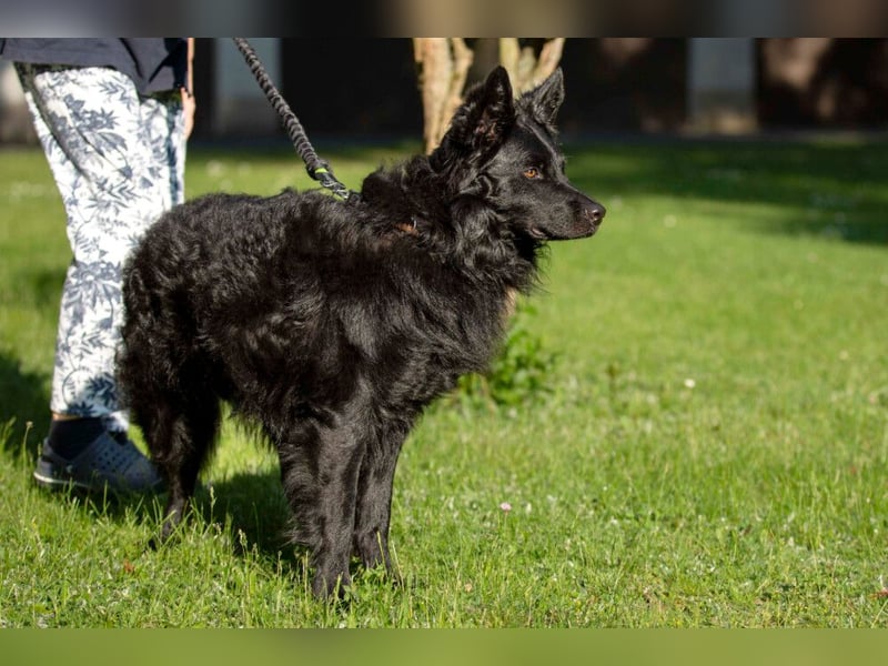 Raffi - sensibler Hund sucht sicheren Menschen - Tierhilfe Franken e.V.