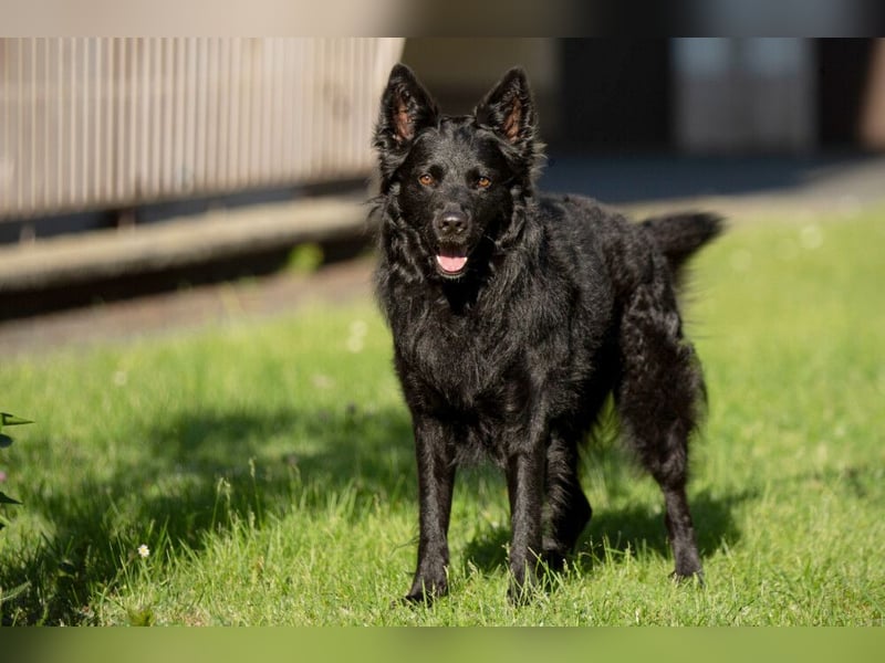 Raffi - sensibler Hund sucht sicheren Menschen - Tierhilfe Franken e.V.