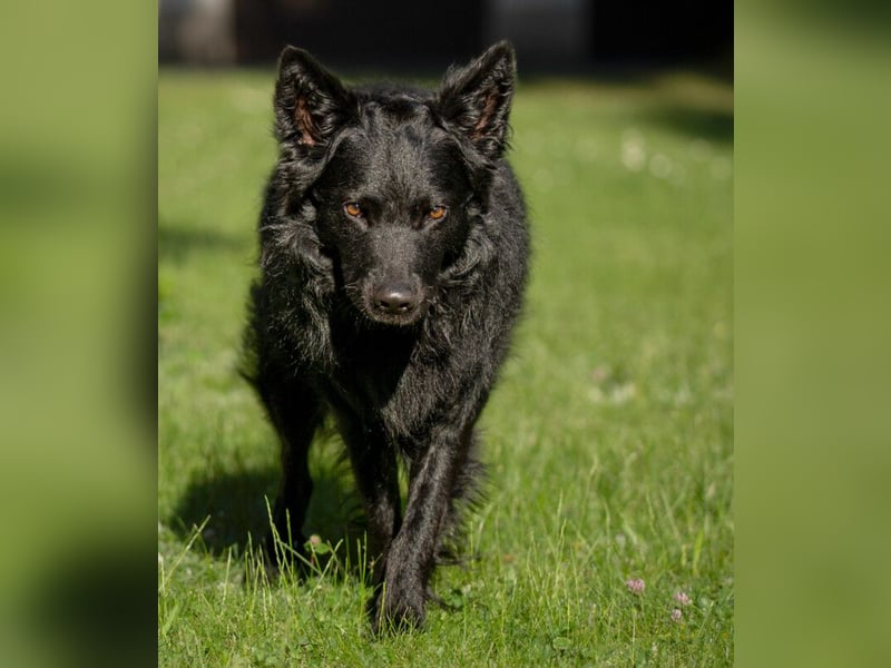 Raffi - sensibler Hund sucht sicheren Menschen - Tierhilfe Franken e.V.